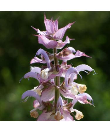 Pranarom Clary Sage Essential Oil 5ml - 100% Pure & Natural Aromatherapy - Buy Online on GoSupps.com