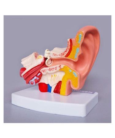 Model of The Human Organ Human Ear Model Human Ear Anatomy Middle Ear and Hearing Organ Model (Size: 12 X 8 X 12 Cm)