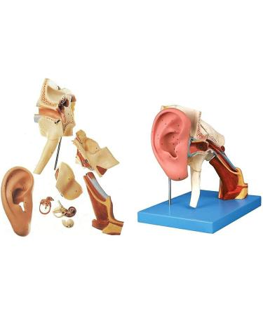 Human Ear Human Ear Body Model Medium Ear Ear External Ear Membrane Temporal Ear Ear Model Educational Model (Size: 16.1x17.3in) - Buy Online on GoSupps.com