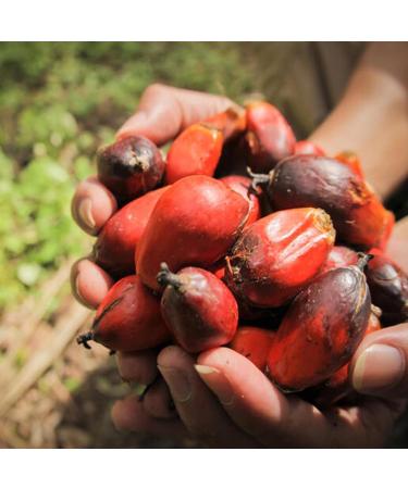 Kajal Huile de palme 500 ml Huile de palme rouge de qualit sup rieure du Ghana riche en b ta-carot ne Id al pour la cuisine et la p tisserie Couleur naturelle v g talienne et sans additifs  - Buy Online on GoSupps.com