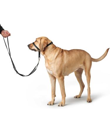 Follow Me M Black Training Harness - Premium Quality for Dogs | International Shipping Available - Buy Online on GoSupps.com