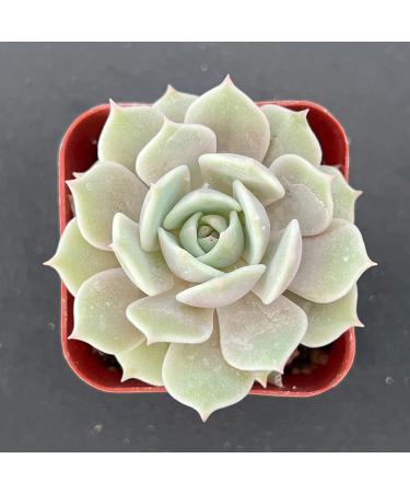 2in Echeveria Lola Succulent Plant - Live Mini Plant for Indoor Outdoor Decor, Perfect for Home Office Wedding DIY Projects - 1 Pack Fully Rooted in Pots - Buy Online on GoSupps.com