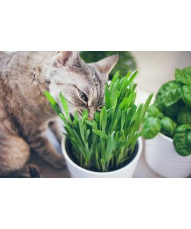 Organic CAT Grass Seed - Favourite Organic Grain Mixture - 150 g. - Buy Online on GoSupps.com