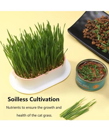 3pcs Cat Grass Planter Soilless Culture Cat Grass Planting Container Catnip Cat Grass Box Cat Grass Growing Kit Cat Grass Sprouting Trays for Indoor(size:3pcs) - Buy Online on GoSupps.com