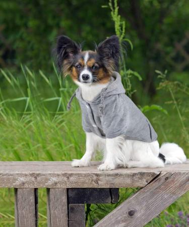 Idepet Dog Sweater & Pet Clothes | Warm Coat for Small Dogs & Cats - Chihuahua Poodle Teddy - Size S Gray - Buy Online on GoSupps.com
