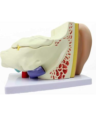 Medical Human Ear Model Outer and Middle Ear and Inner Ear ENT Ear Structure Model Ear Structure Model - Buy Online on GoSupps.com