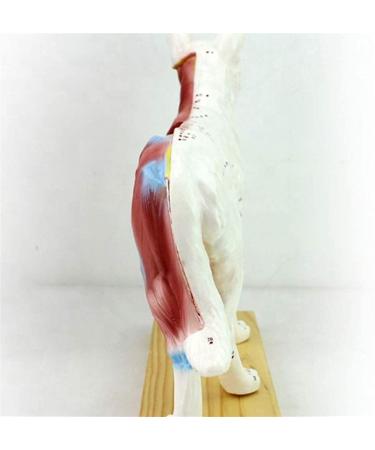 Scientific Animal Anatomical Research Model Biological Acupuncture and Moxibustion Model Anatomical Model with Acupuncture and Moxibustion Points Dog - Buy Online on GoSupps.com