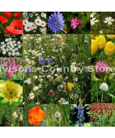 Portal Cool 20G Ivisons Pure Prato 100 Wild Seeds Flower Bee Butterfly No Grass Mix 6 Uk