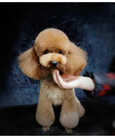 Japanese Stainless Steel Thinning Dog Grooming Scissors - Perfect for Professional Groomers and Home Pet Grooming - Buy Online on GoSupps.com