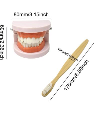 Honbay Standard Teeth Model with Toothbrush | Adult Dental Demonstration Teaching Supplies - Buy Online on GoSupps.com