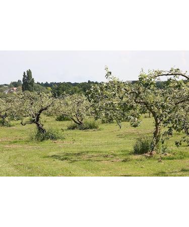 Thursday Cottage Organic Plum Jam 6x340g - Buy Online on GoSupps.com