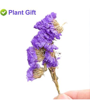 PlantGift Don't Forget Me Flower/Forget-me-not Flower Tea 30G/1oz Dried Myosotis Sylvatica Flower Potpourris Flowers DIY Candle Making Wedding Decoration - Buy Online on GoSupps.com