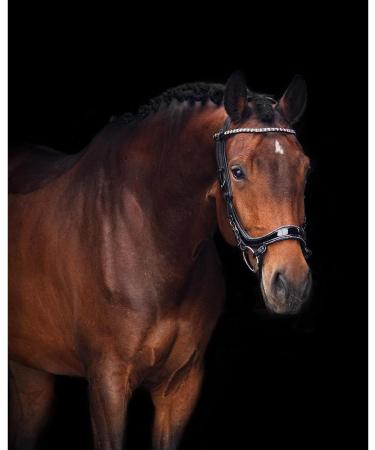 Buy Presteq Bridle FaySport Glitter PresTec Black - Full/WB - International Shipping Available - Buy Online on GoSupps.com