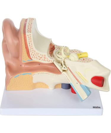 Human Ear Model 5 Times Natural Size Pattern with 3 Parts Illustrating Ear Main Ear Beings Ear Cleaner Internal Ear - Buy Online on GoSupps.com