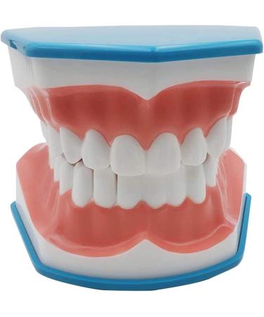 Large 6-Fold Dental Model for Kids - Ideal for Oral Care Lessons Tooth Brushing & Prosthesis Study - Buy Online on GoSupps.com