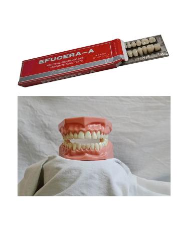 56 Pcs False Teeth Dental Complete Acrylic Resin Denture Set - DIY Halloween Teeth Kit - Buy Online on GoSupps.com