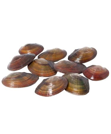 Pond mussel for the garden pond + 1 x NH ToxEx Ball - floating algae destroyer/algae killer/biofilter for pond quantity: 10 pieces.