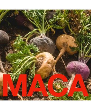 BIG ORGASM : a potent delicious functional chocolate bar formulated to support libido & stimulate your sexual and creative energy with premium cacao adaptogens and mushrooms // BEST GIFT // Une puissante et d licieuse barre de chocolat dot e de propri t s - Buy Online on GoSupps.com