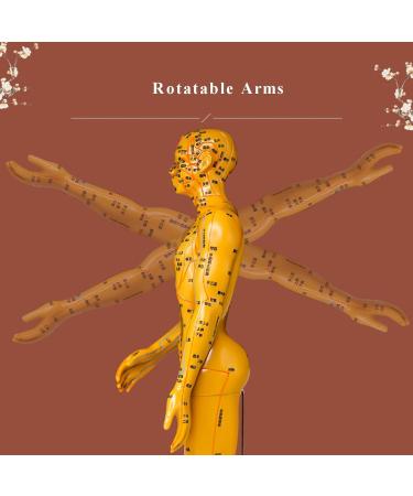 PHFFDD 50cm Meridian Male and Female Human Body Model Traditional Chinese Medicine Acupoint Model Acupuncture Practice Acupoint Positioning Yellow - Buy Online on GoSupps.com
