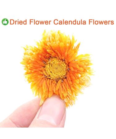 Buy 100% Natural Calendula Tea - Herbal Marigold Flower Tea for Weight Loss | Organic Chinese Flower Tea 35g - Buy Online on GoSupps.com