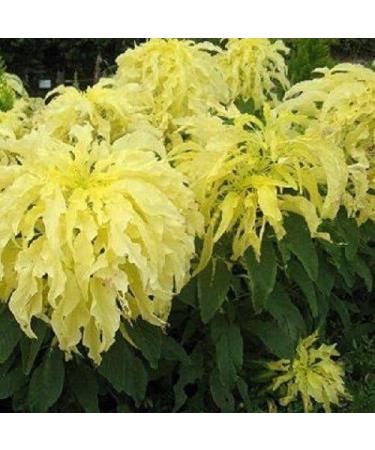 Amaranthus Tricolor Yellow 200 Samen - Buy Online on GoSupps.com