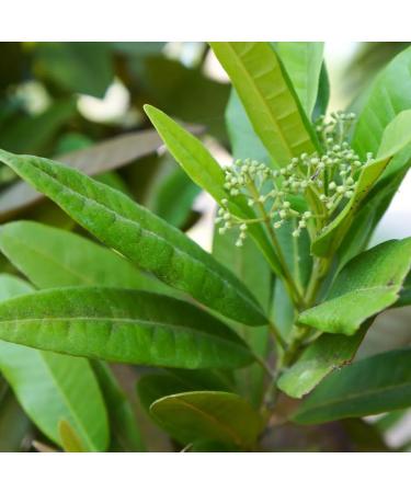 Pimento Leaf Tea - Buy Online on GoSupps.com