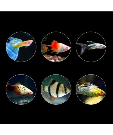 Artemia Brine Shrimp Eggs - Baby Fish Food - Peeled Brine - Shrimp Eggs - Fish - Buy Online on GoSupps.com