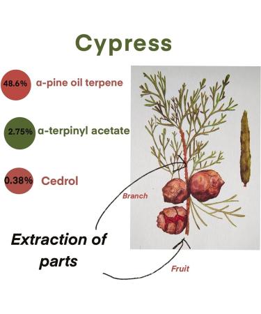 Cypress Essential Oil 100% Organic Pure Undiluted-Natural Aromatherapy Treatment Grade Shrink Pore Suppression Skin Oil Improve Attention Reed Diffuser Massage 15 ml (0.49 oz) - Buy Online on GoSupps.com