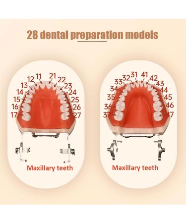Dental Teeth Model B-28 with Soft Gums & Removable Teeth - Ideal Teaching Aid for Dentists | International Shipping - Buy Online on GoSupps.com