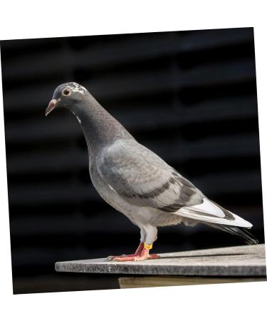 300 Pcs Pigeon Anklet Baby Items Baby Clips Bands for Pigeon Foot Ring for Pigeon Ring Clamp Chicken 1.3X1.3CMx3pcs Yellowx3pcs - Buy Online on GoSupps.com