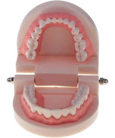 2 Sets of 1:1 Human Teeth Model with Toothbrush - Ideal for Dental Care Education & Prosthesis Study for Students - Buy Online on GoSupps.com
