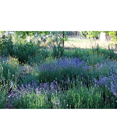 Magnesium Oil Topical Spray with Biodynamic Lavender and Rosemary Hydrosols (4 Oz) - Buy Online on GoSupps.com