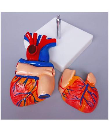 Educational Model Human Anatomical Heart Model Human Organ Anatomical Model Heart Model Detachable 2 Parts Science Anatomy Heart Model Medical Models - Buy Online on GoSupps.com