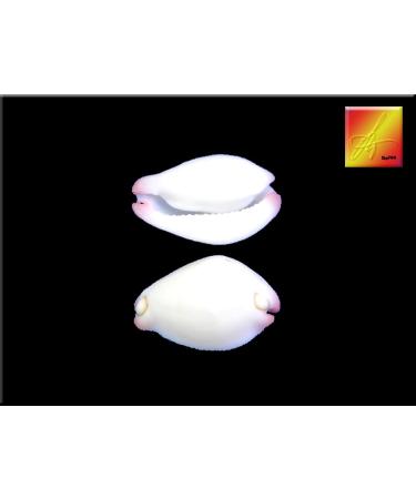White & Purple Wart Cowrie Shells 3/4-1 - Set of 12 | Vericosus Calprunis - Buy Online on GoSupps.com