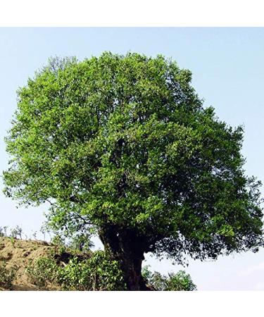 Pu-Erh Tea 357G - Authentic Yunnan Ripe Red Tea Cake | Premium Chinese Black Tea for International Shipping - Buy Online on GoSupps.com