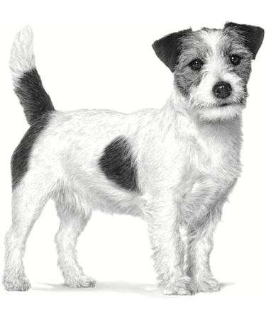 Royal Canin Veterinary Anallergenic Small Dogs | 1 5 kg | Dietary complete feed for small dogs | Can play its part in minimising the risk of nutrient intolerances 1.5 kg (Pack of 1) - Buy Online on GoSupps.com