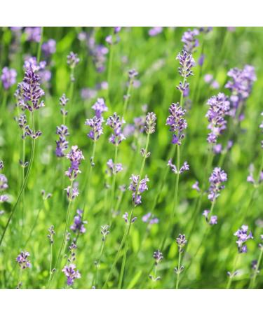 Alpi Investment OOD Lavender flowers dried 250g lavender 100 natural scent intensive gently dried and without additives for tea preparation bags or decoration - Buy Online on GoSupps.com