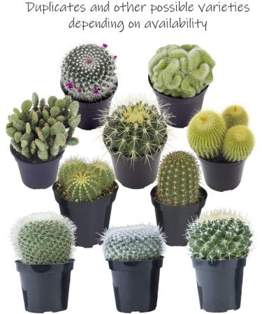 Altman Plants Assorted Cactus Collection - 2.5 Inch 4 Pack - Buy Online on GoSupps.com