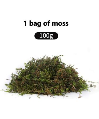 Buy Omem Reptile Coconut Brick & Dried Moss Set for Turtles | Warm Hibernation Floor Mat - Ideal Pet Supplies - Buy Online on GoSupps.com