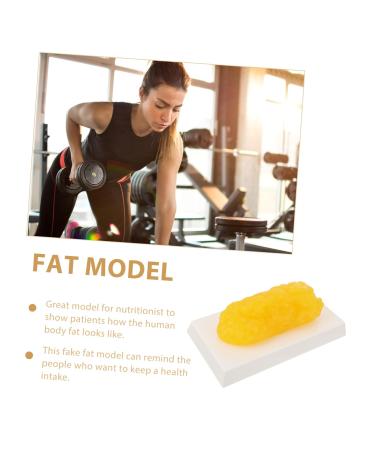 Gatuida Anatomical Fat 4pcs Fat Model Models Human Body Fat Plastic Body Fat Human Fat 1 Pound Demonstration Device Module - Buy Online on GoSupps.com