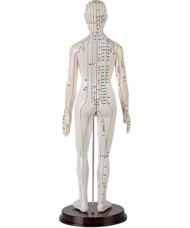 52CM Human Acupuncture Female Model Chinese Medicine Acupuncture Human Anatomy for Learning Meridians and Acupoints Arm Can Be Rotated - Buy Online on GoSupps.com