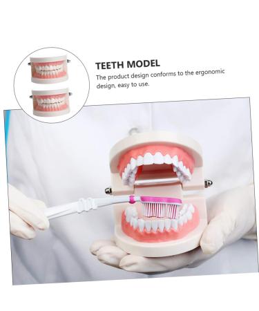 Kichouse Toy 1 PC Tooth Model - Standard Typodonto Dental Health Model for Kids | Eco-Friendly Plastic - Buy Online on GoSupps.com