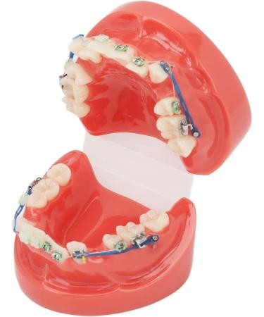 Buy Verdant Touch Metal Wires Tooth Model - 24 Teeth Semi-Metal Orthodontic Display | International Shipping Available - Buy Online on GoSupps.com