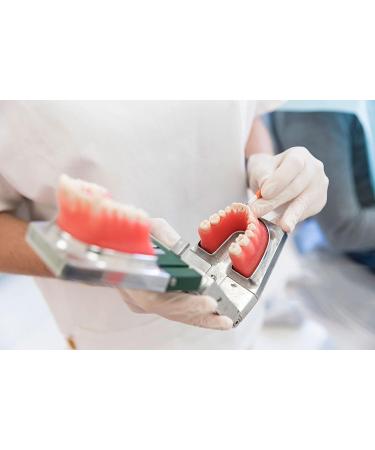 Standard Dental Teeth Model - Removable Full Mouth Resin Crown Model for Tooth Extraction & Patient Explanation - Buy Online on GoSupps.com