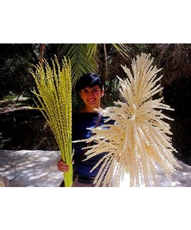 Date Palm Pollen 100 Grams - Buy Online on GoSupps.com