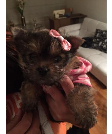 Natural Home Dog Hair Accessories | Stylish Pet Bow & Bow Tie for Dogs - International Shipping - Buy Online on GoSupps.com