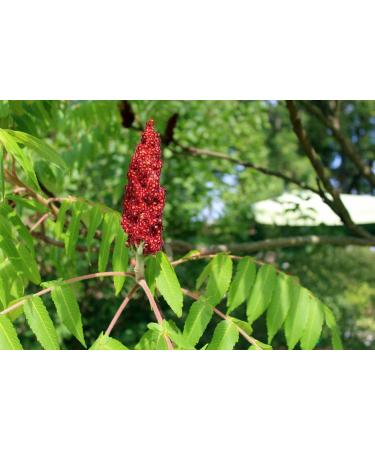 Sadaf Sumac Spice Ground 11 oz - Pure Persian Sumac Seasoning Powder, Kosher, Medium Ground - Packed in USA - Buy Online on GoSupps.com