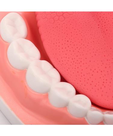 Yunyhao Tooth Model - 6X Enlarged Dental Hygiene Aid with Removable Tongue for Medical Teaching & Training | Ideal for Schools Hospitals and Medicine - Buy Online on GoSupps.com