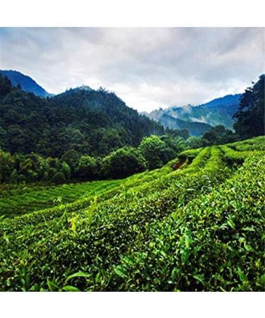 50g (0.11LB) Milk Tea Oolong High Tea Cost-Effective Oolong Tea New Chinese Fresh Tea Anxi Oolong Tea Green Tea Green Food - Buy Online on GoSupps.com