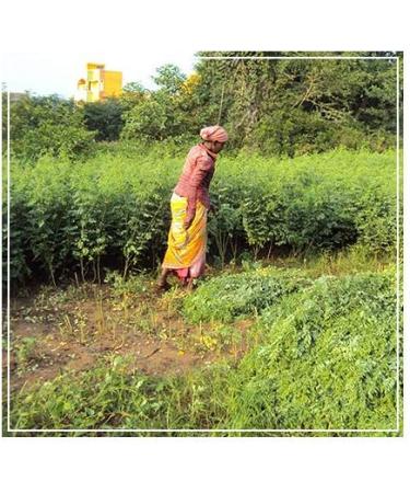 Indigo Powder (INDIGOFERA TINCTORIA) For Hair (PACK OF 2) (200 Grms) 0.44 LB (External Use) - Buy Online on GoSupps.com